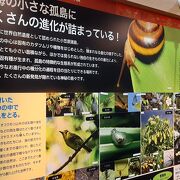 主に小笠原特有の動植物についての展示が多いです