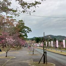 歩道には桜が植えられていました