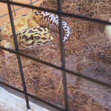 …可愛いサイズと色柄のヒョウモントカゲが。