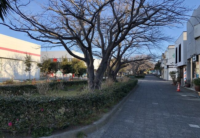 七里ガ浜商店街 (桜のプロムナード)
