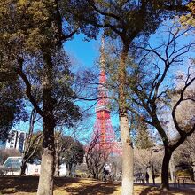 芝公園から見た東京タワー