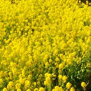 駅ちかで、菜の花がきれい