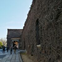 残念ながら冬は枯れています