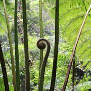 熱帯の植生を満喫