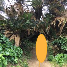 ソテツトンネル