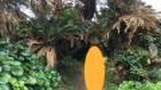 ソテツの群生地