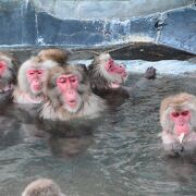 湯の川温泉にある函館市熱帯植物園の売りは猿の温泉