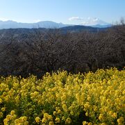 吾妻山公園…菜の花＋富士山＝絶景
