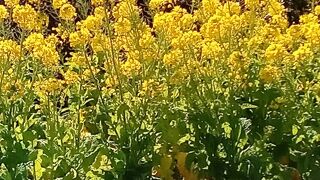 菜の花が綺麗