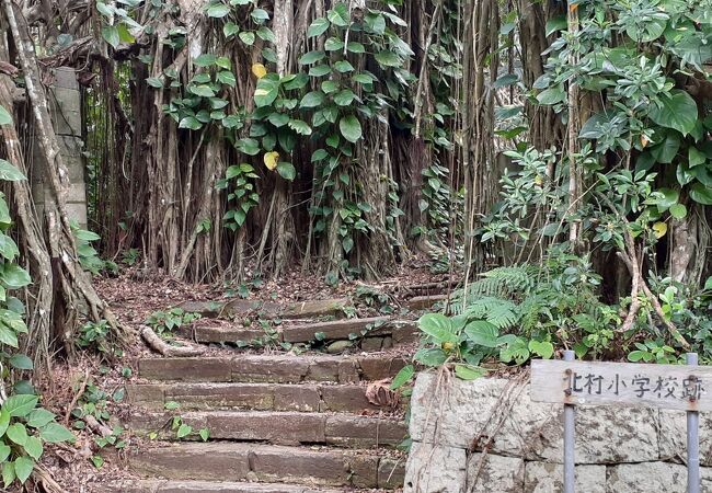 かつての母島の集落・北村の小学校の跡です