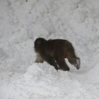 建物前に猿がいました