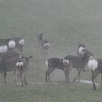 近隣には鹿がいます