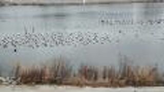 菜の花が咲いていた