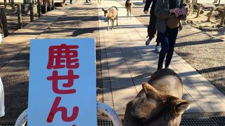 奈良ならではの光景