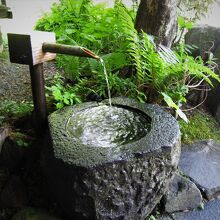 店舗入口脇にシダや苔の緑の中につくばい。