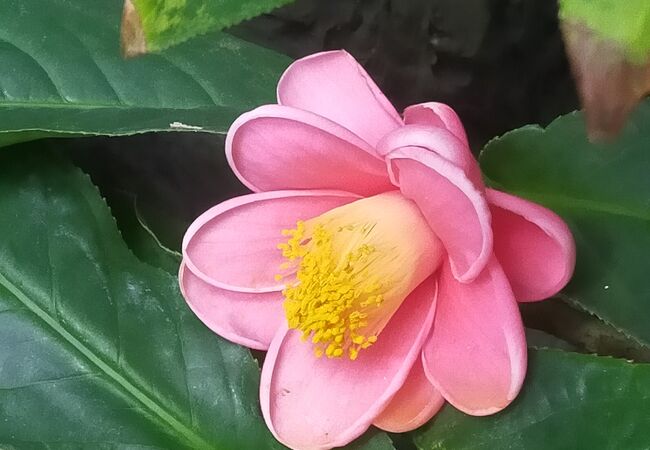 咲くやこの花館 クチコミ アクセス 営業時間 鶴見 城東 フォートラベル