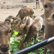 大社のよりどころ