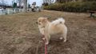 愛犬のお散歩エリアを重宝