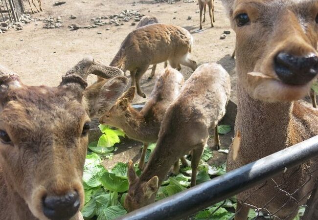 大社のよりどころ