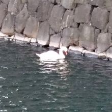 お濠のコブハクチョウ