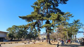 鹿が住み着く広大な公園