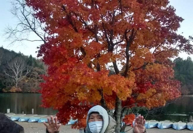 モミジの紅葉は最高な鮮やかさで、思わずバンザイ!