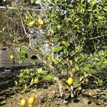 本堂裏のレモンの木に、大きな実がたわわになっていました