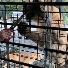 ガブッとヨダレが飛んでくるくらい近いです