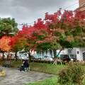 ホテル前の広場の紅葉の鮮やかさ！！！