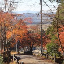 参道の紅葉