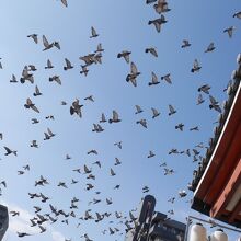 とにかくハトがたくさん。