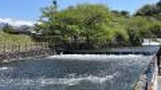 水音がきれいです。