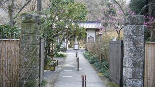 見事な紫陽花が咲く