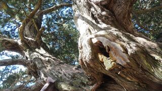 どこまでも圧倒的な大樹です