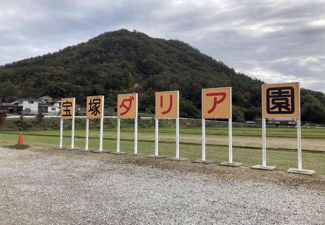 山里の一角に鮮やかなダリアのお花畑が現れます