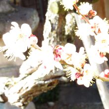 梅が満開でした