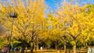 都内でも有数のイチョウ並木がきれいに色づいていました。