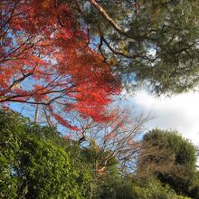 庭園の紅葉