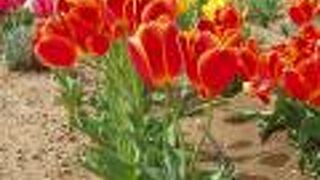 4月のチューリップ