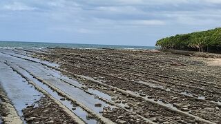 初めて見ました