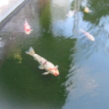 前の池で泳ぐ鯉の様子