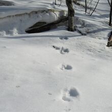 ニホンカモシカの足跡と思われます