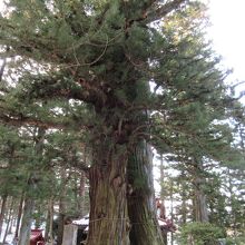 雌雄杉（めおとすぎ）です