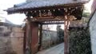 大きなタブノキもあります