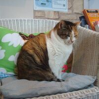 猫に会わせてもらいました