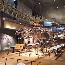 恐竜骨格（レプリカを含む）が沢山展示されている。