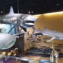 サメの展示物。