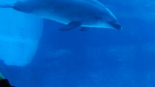 シャチ イルカのショーが楽しい