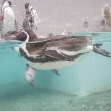 ペンギンさんはもちろん、冬でも元気！