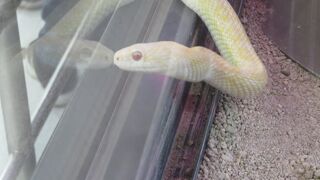 縁起が良いけど